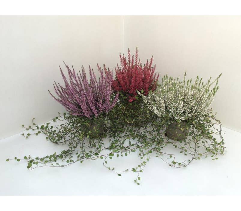 Calluna vul. 'Garden Girls' & Muehlenbeckia
