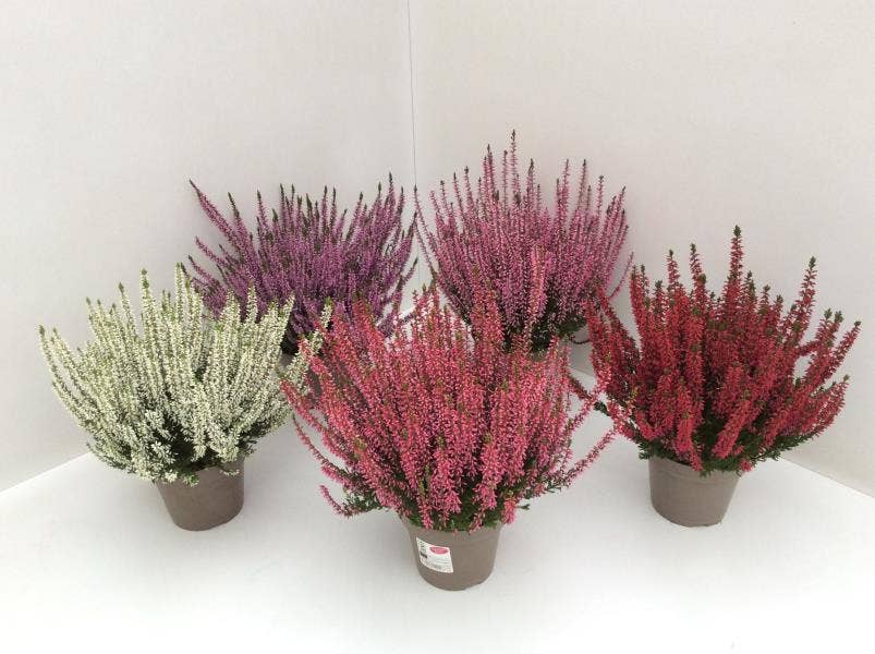 Calluna vul. 'Garden Girls'