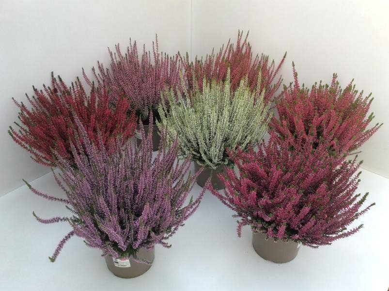 Calluna vul. 'Garden Girls'