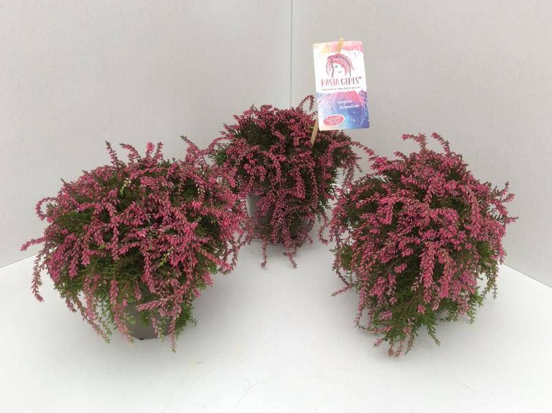 Calluna vul. 'Garden Rasta Girls'