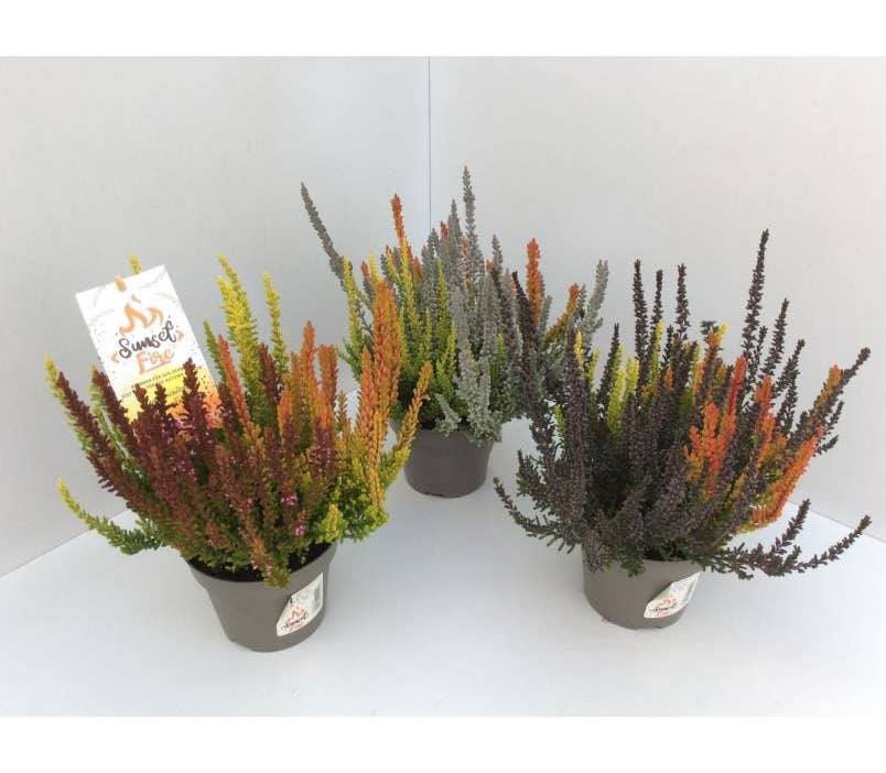 Calluna Sunset Calluna vul. 'Garden Sunset Fire Girls' | Green Solutions