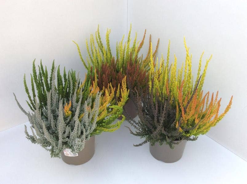 Calluna vul. 'Garden Sunset Fire Girls'