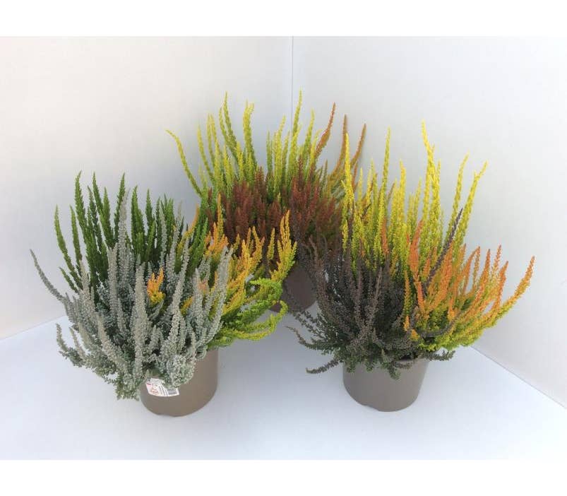 Calluna vul. 'Garden Sunset Fire Girls'