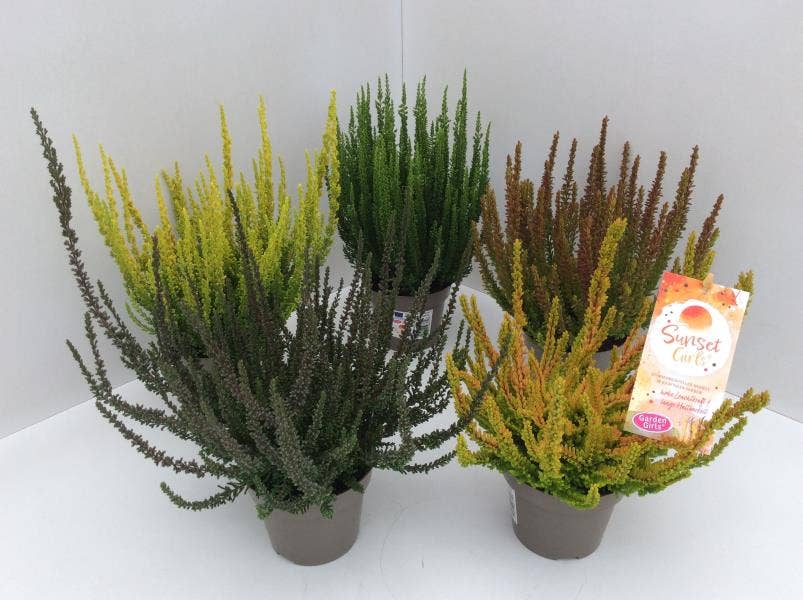 Calluna vul. 'Garden Sunset Girls'