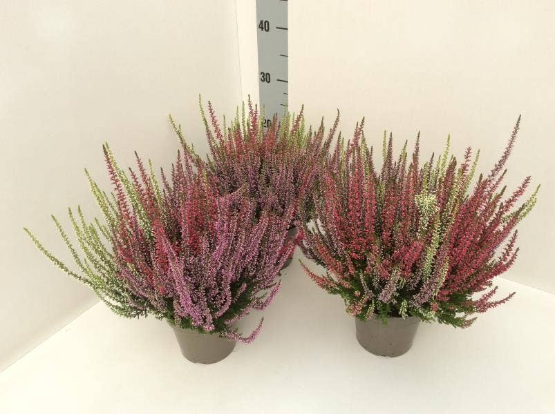 Calluna vul. 'Garden Trio Girls' Lila