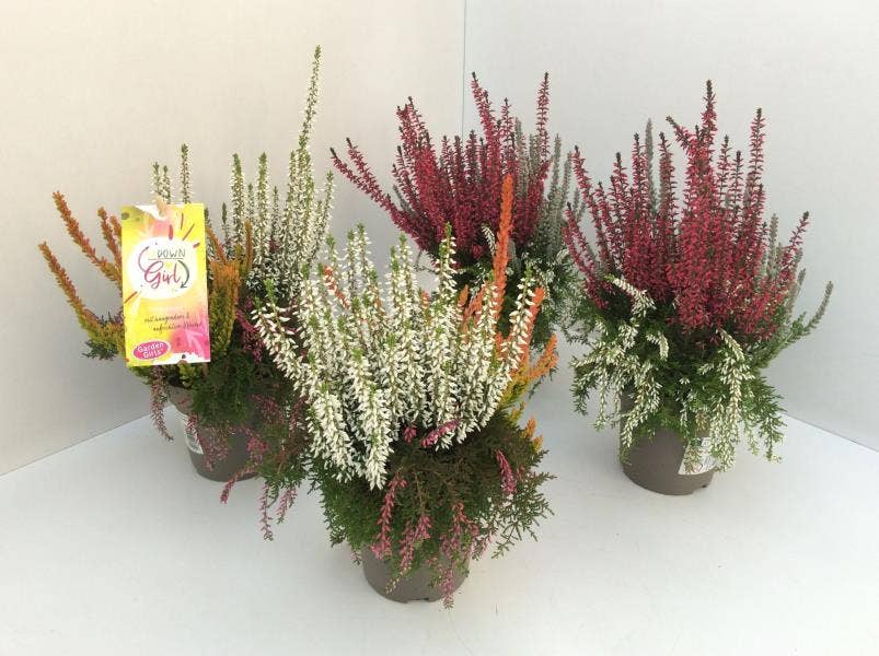 Calluna vul. 'Garden Trio Girls updown'