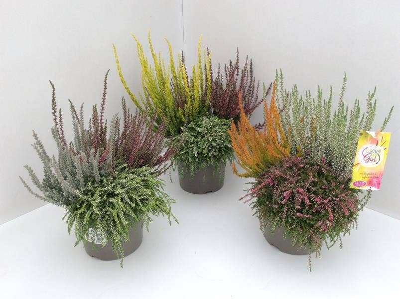 Calluna vul. 'Garden Trio Girls updown'