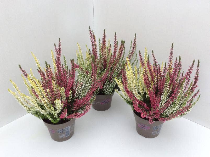 Calluna vul. 'Garden Trio Girls' Yellow