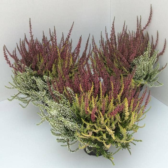 Calluna vul. 'Garden Trio Girls' Yellow