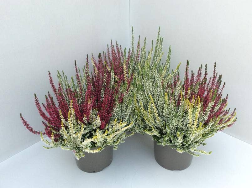 Calluna vul. 'Garden Trio Girls' Yellow
