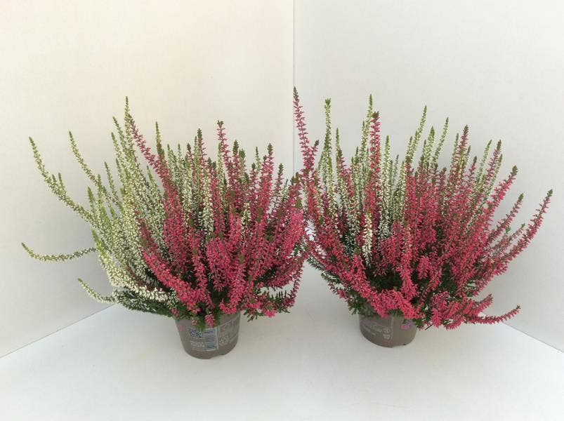 Calluna vul. 'Garden Twin Girls'