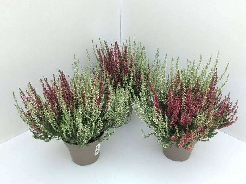 Calluna vul. 'Garden Twin Girls'