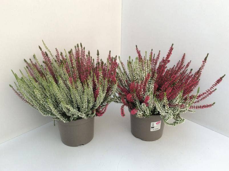 Calluna vul. 'Garden Twin Girls'