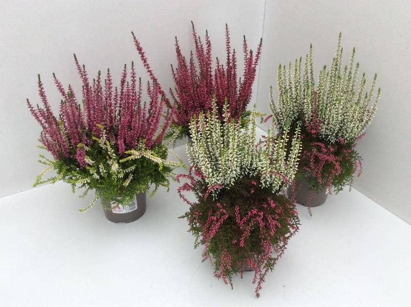 Calluna vul. 'Garden Twin Rasta Girls'