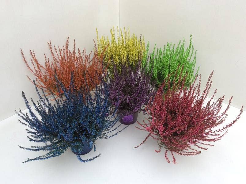 Calluna vul. Painted