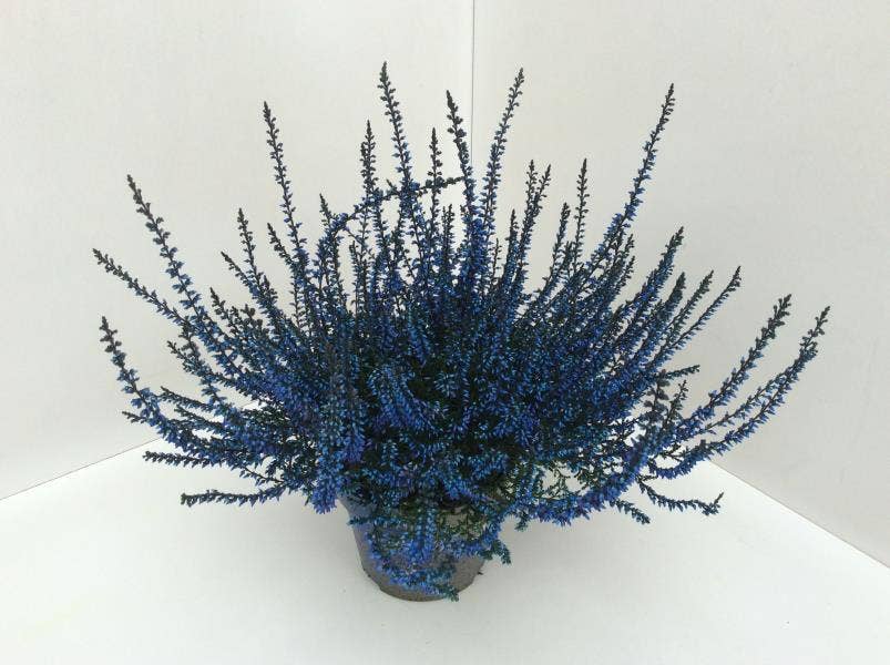 Callunen painted Blue