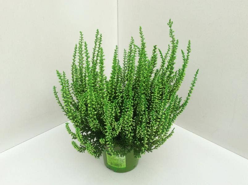 Callunen painted Green