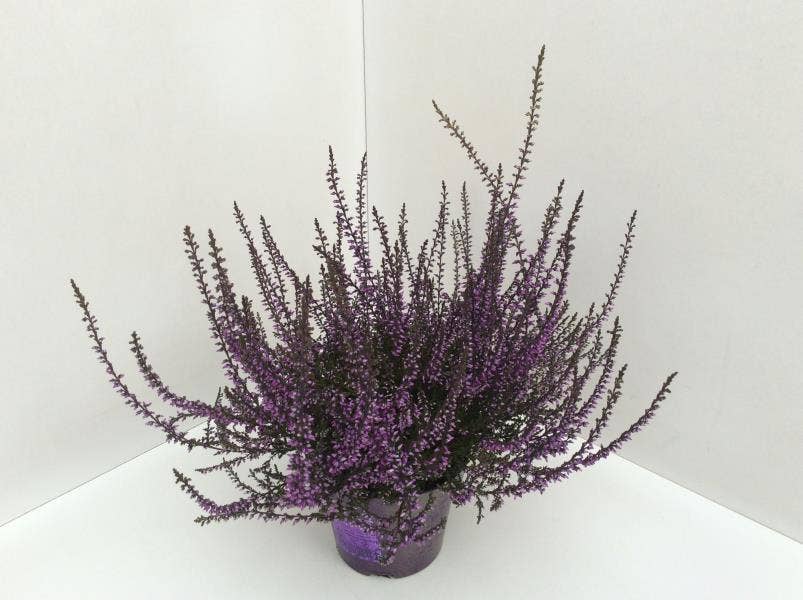 Callunen painted Lilac