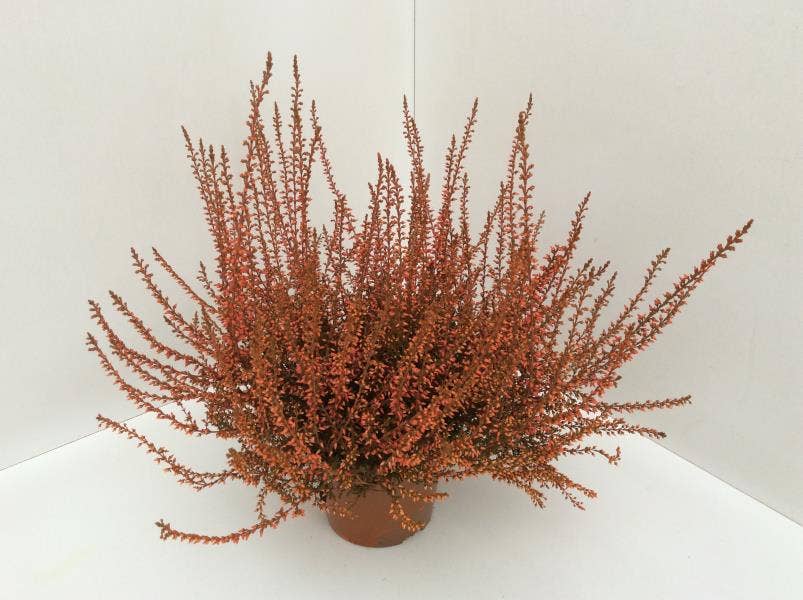 Callunen painted Orange