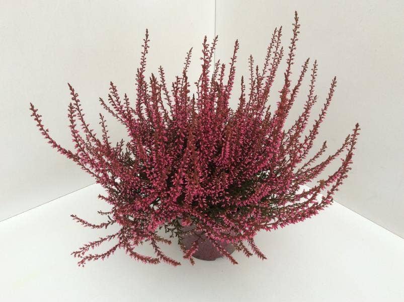 Callunen painted Red 