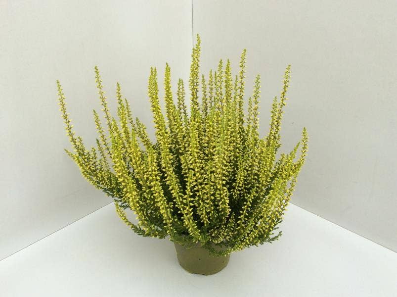 Callunen painted Yellow 