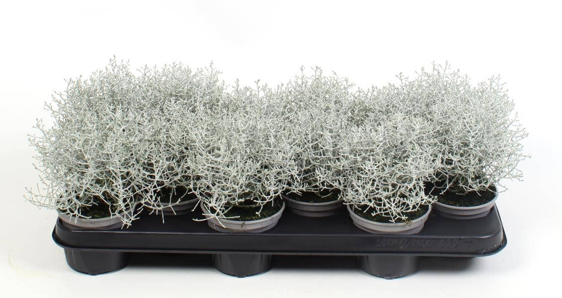 Calocephalus brownii