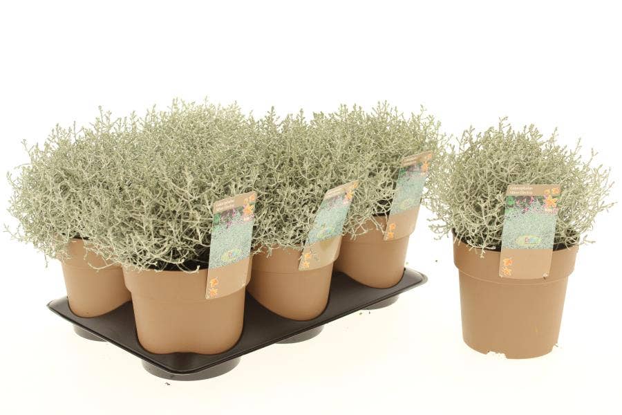 Calocephalus brownii