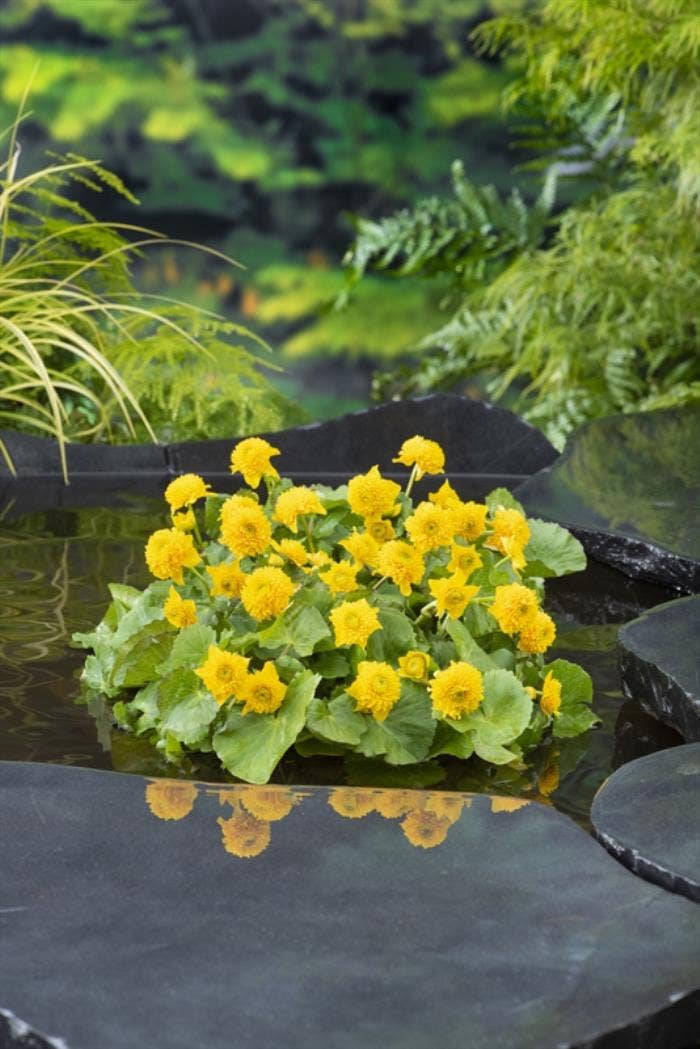 Caltha palustris 'Multiplex'
