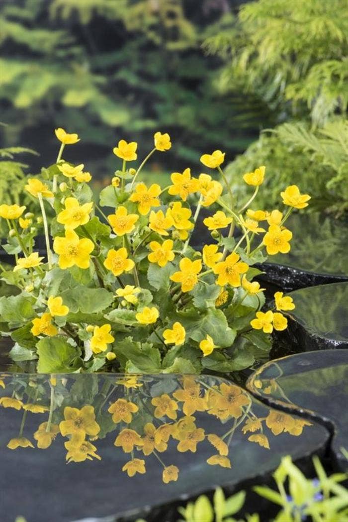 Caltha palustris
