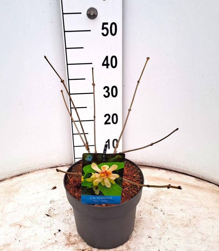 Calycanthus x raulstoni 'Venus'