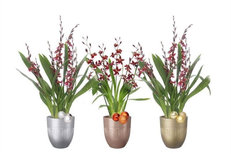 Cambria Barrocco Red in Hugo