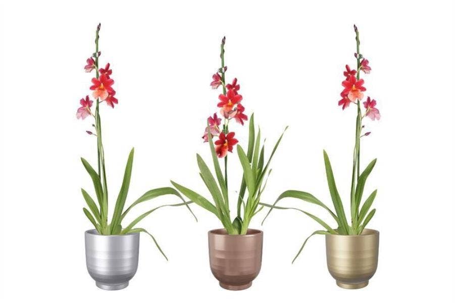 Cambria Nelly Isler in Fem