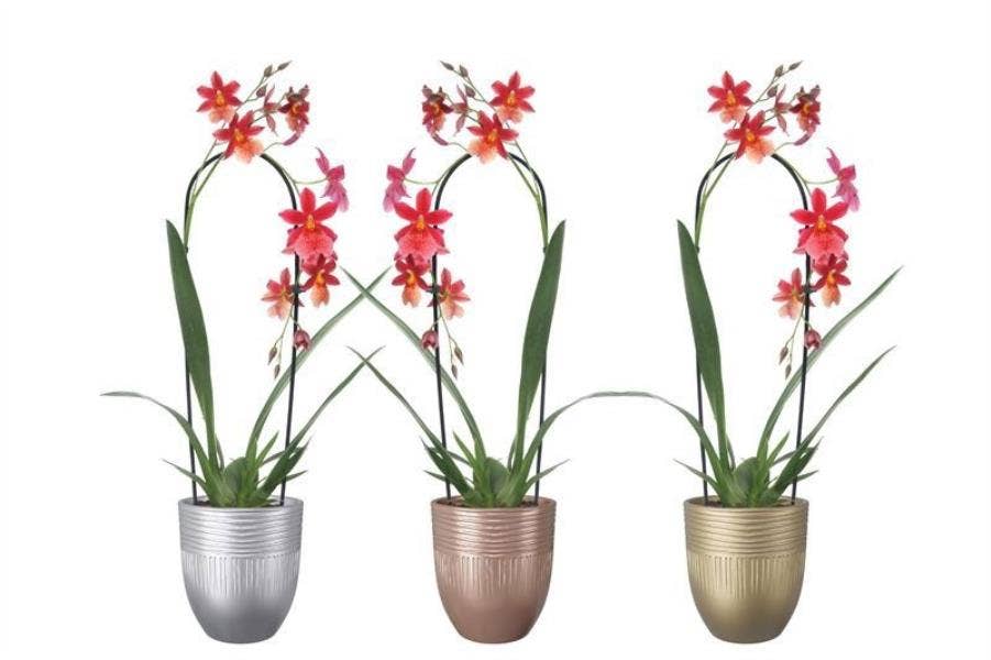 Cambria Nelly Isler in Hugo