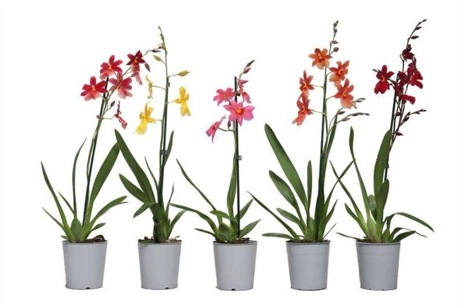 Cambria p12 Nelly mix 1T08+