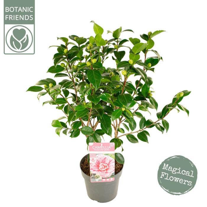 Camellia jap. 'Bonomiana'