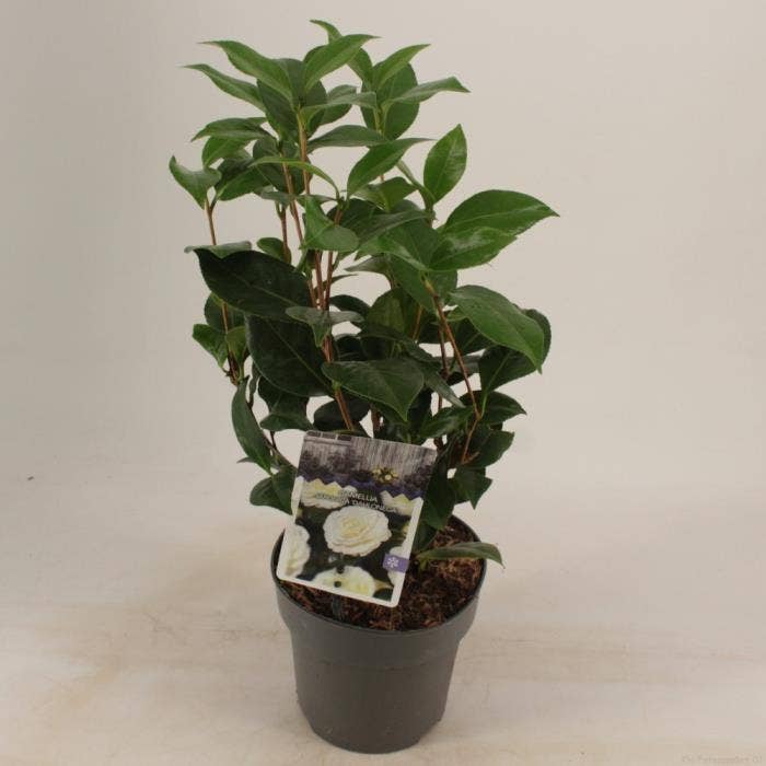 Camellia jap. 'Dalhonega'