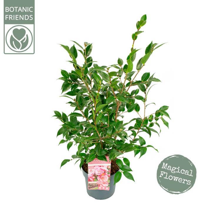 Camellia jap. 'Spring Festival'