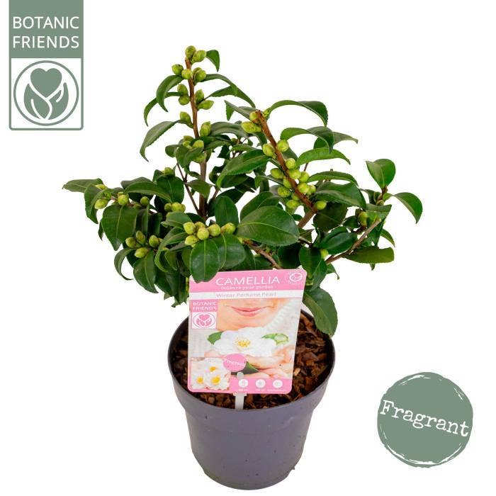 Camellia jap. 'Winter Perfume Pearl'