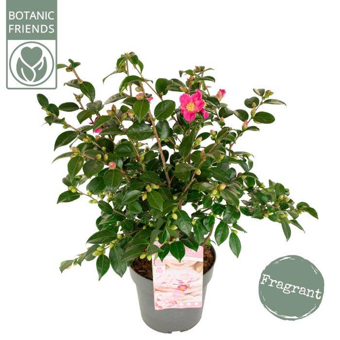 Camellia jap. 'Winter Perfume Pink'