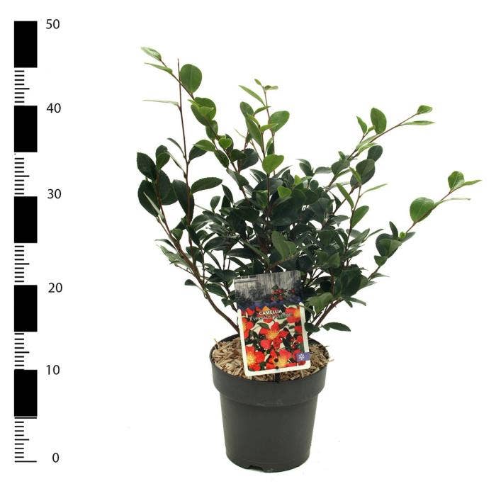 Camellia jap. 'Yuletide'