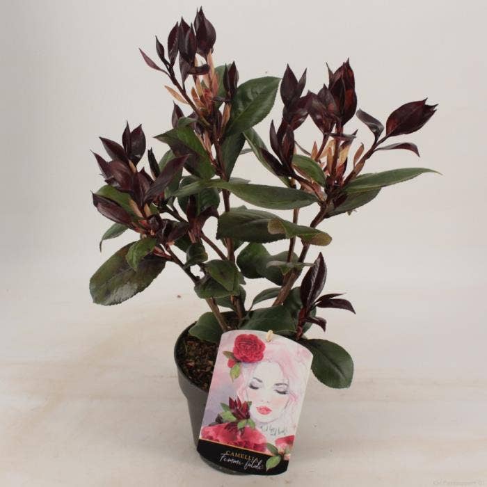 Camellia japonica 'Femme Fatale'