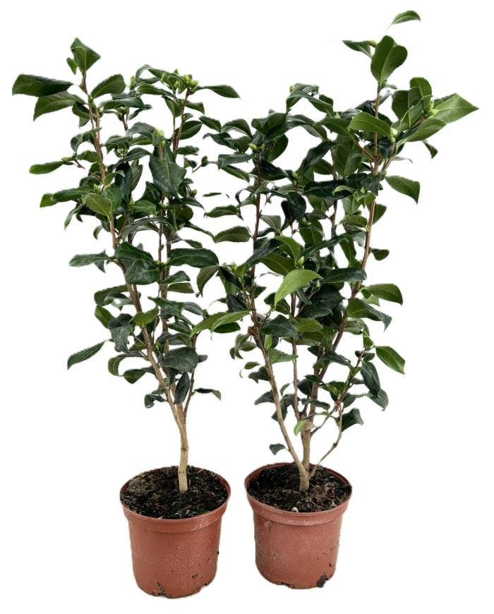 Camellia japonica