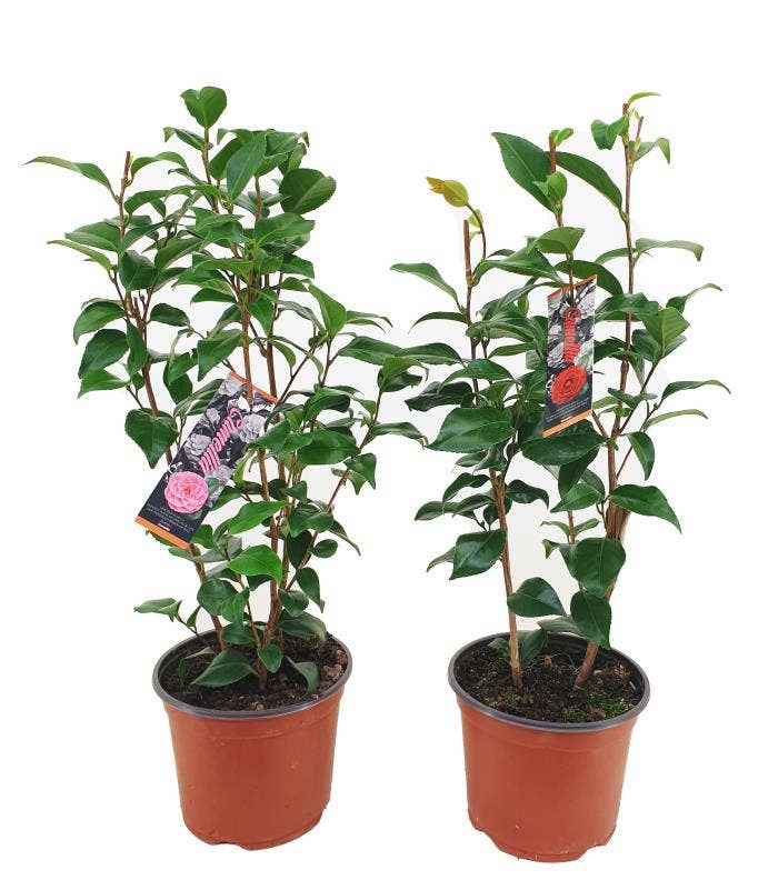 Camellia japonica