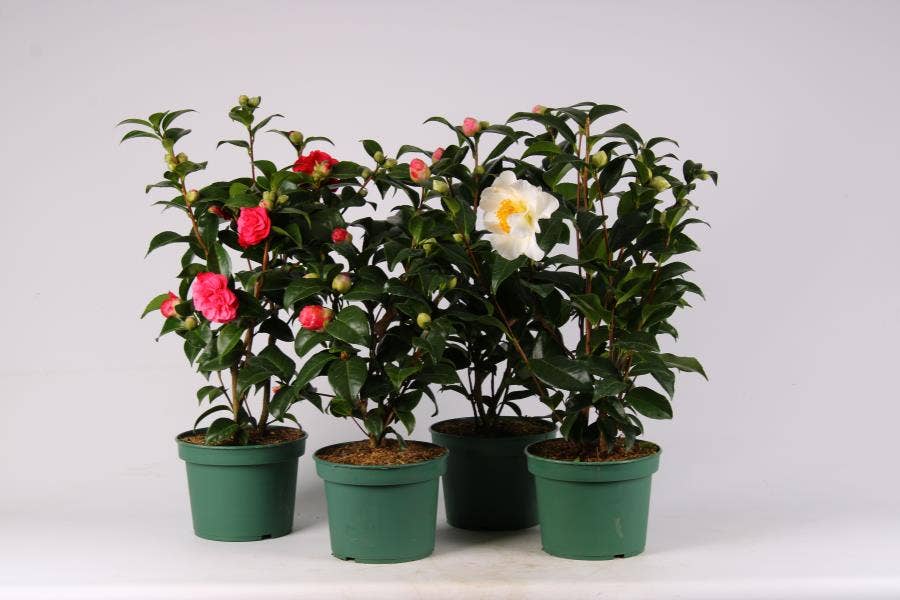 Camellia japonica
