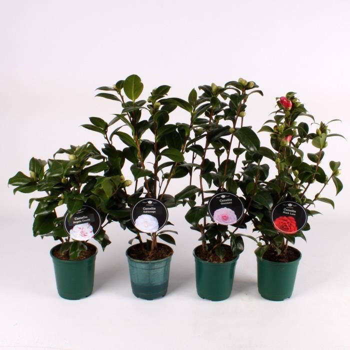 Camellia japonica