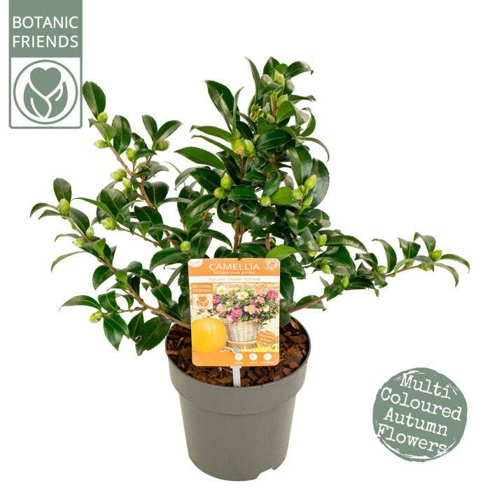 Camellia sas. 'Autumn Festival'