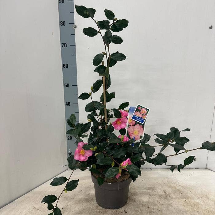 Camellia sas. 'Cleopatra'