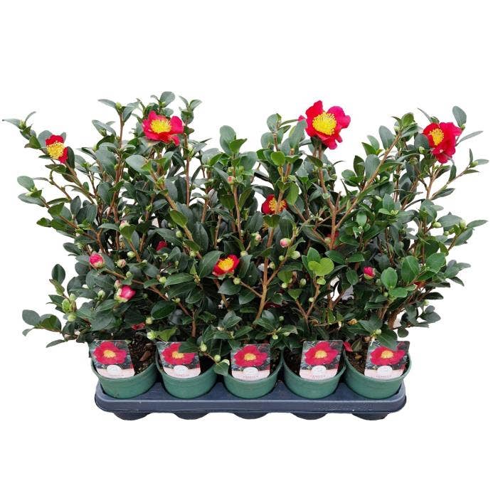 Camellia sas. 'Yuletide'