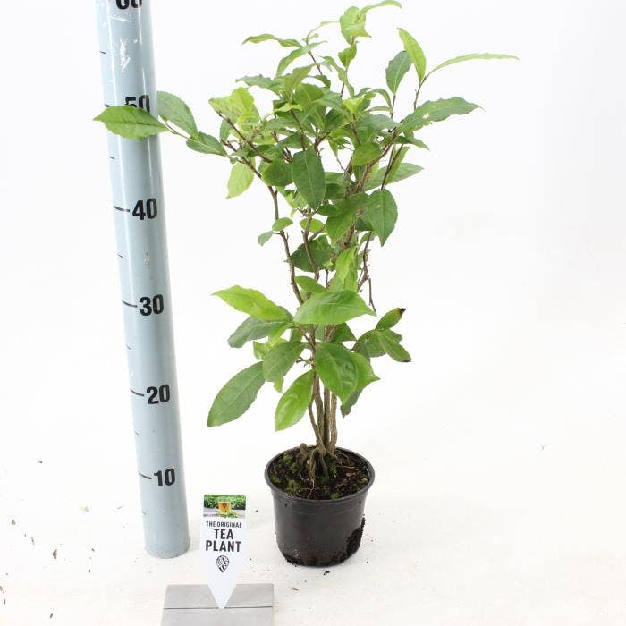 Camellia sinensis Tea by Me