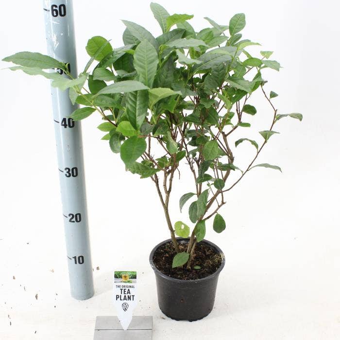 Camellia sinensis Tea by Me